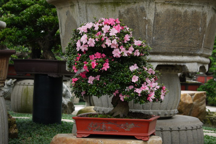 西洋杜鹃Rhododendron hybridum