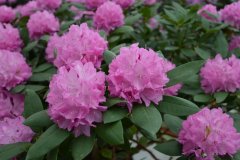 石楠杜鹃Rhododendron × hybride