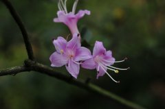 广东杜鹃Rhododendron kwangtungense