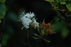 照山白Rhododendron micranthum