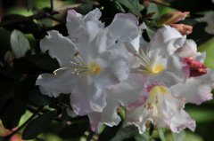 红晕杜鹃Rhododendron roseatum