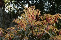 长蕊杜鹃Rhododendron stamineum