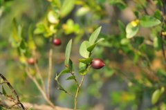 小果柿Diospyros vaccinioides