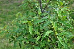 罗浮柿Diospyros morrisiana