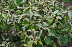 金心速生胡颓子Elaeagnus × ebbingei  ‘Limelight’