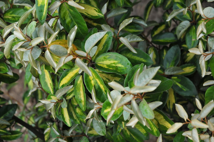 金心速生胡颓子Elaeagnus × ebbingei  ‘Limelight’