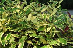 金边胡颓子Elaeagnus pungens ‘Aurea’