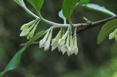 牛奶子Elaeagnus umbellata