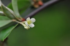 胡颓子Elaeagnus pungens