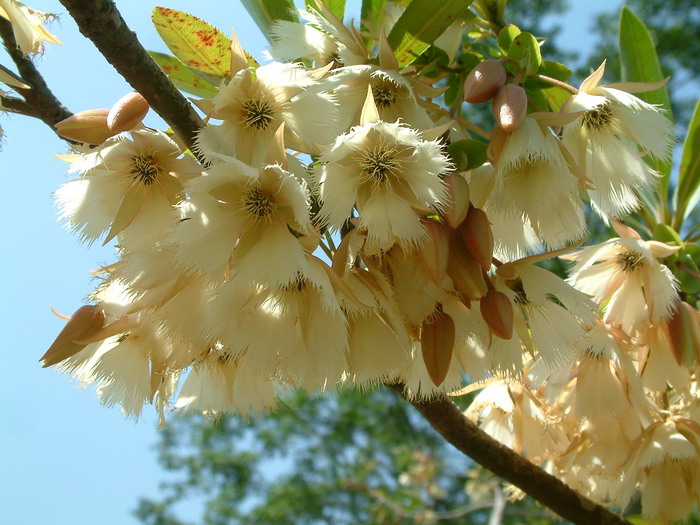 水石榕Elaeocarpus hainanensis