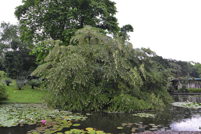 水石榕Elaeocarpus hainanensis