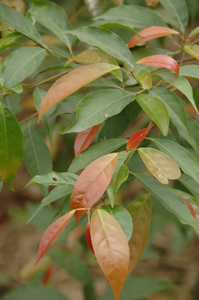 显脉杜英Elaeocarpus dubius