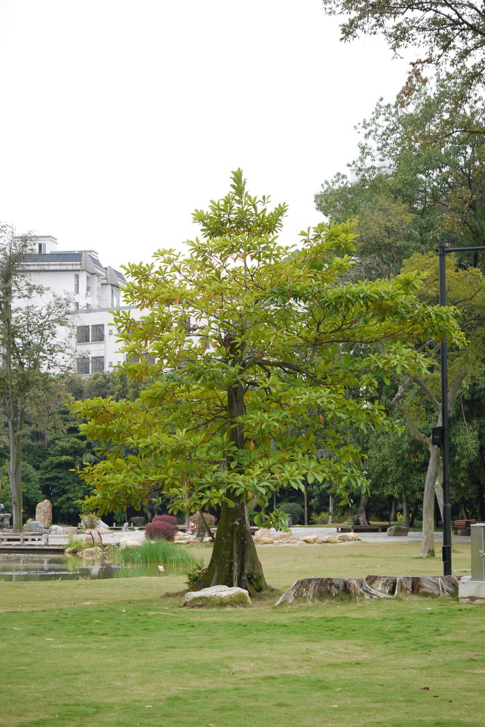 尖叶杜英Elaeocarpus rugosus