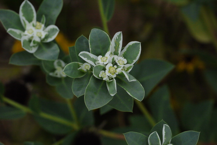 银边翠Euphorbia marginata