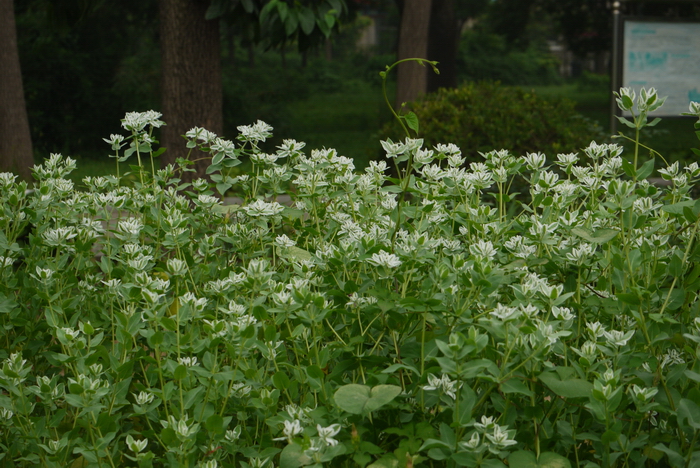 银边翠Euphorbia marginata