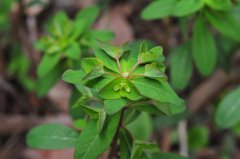 湖北大戟Euphorbia hylonoma