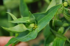 续随子Euphorbia lathyris