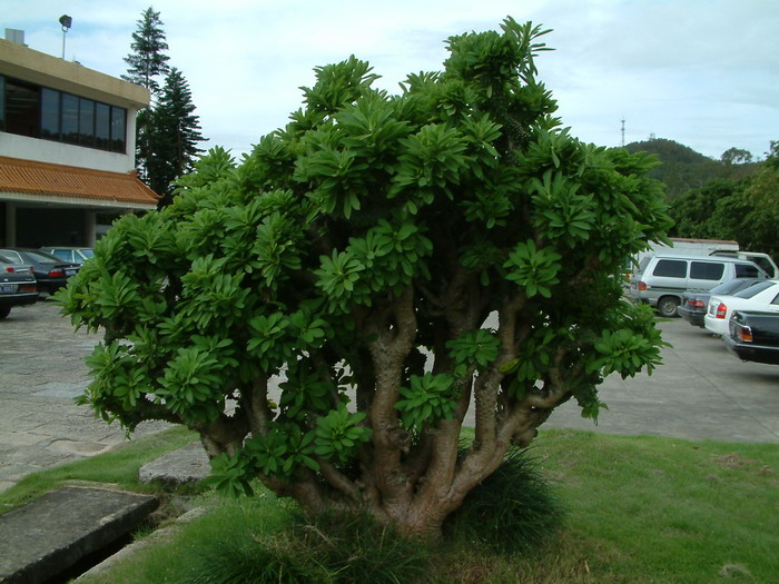 麒麟掌Euphorbia neriifolia