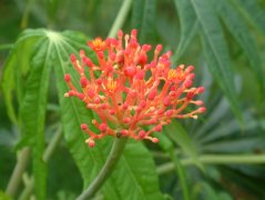 细裂麻疯树Jatropha multifida