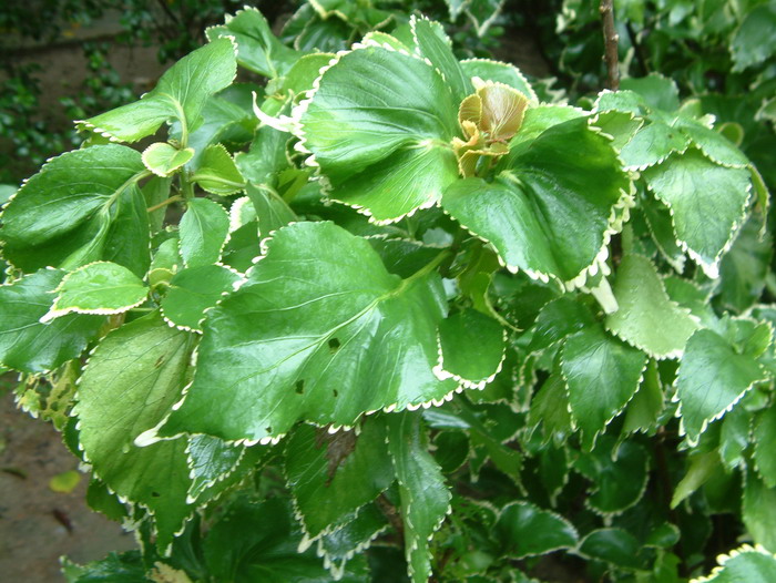 旋叶银边桑Acalypha wilkesiana ‘Alba’