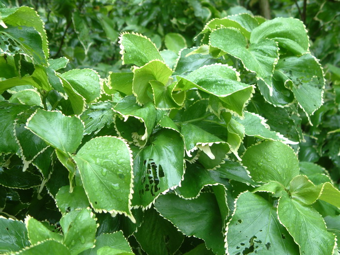 旋叶银边桑Acalypha wilkesiana ‘Alba’