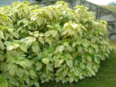 撒金铁苋Acalypha wilkesiana ‘Java white’