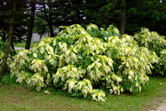 撒金铁苋Acalypha wilkesiana ‘Java white’