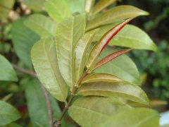 红背桂Excoecaria cochinchinensis