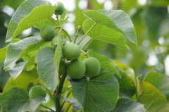 麻疯树Jatropha curcas