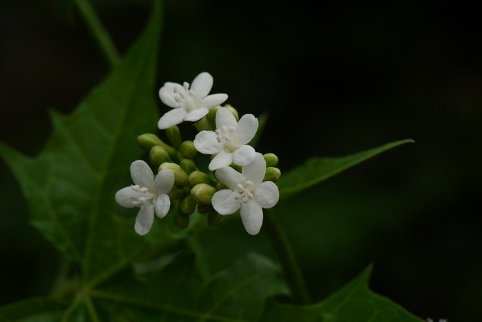 麻疯树Jatropha curcas