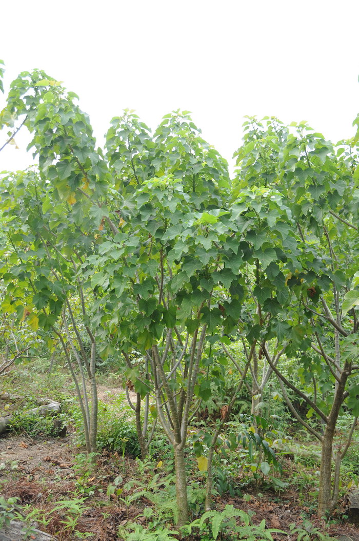 麻疯树Jatropha curcas