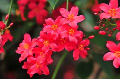 琴叶珊瑚Jatropha integerrima