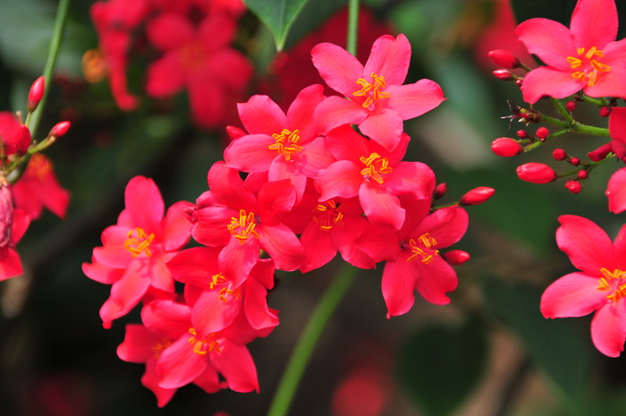 琴叶珊瑚Jatropha integerrima