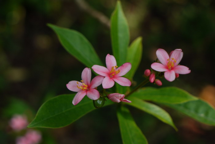 琴叶珊瑚Jatropha integerrima