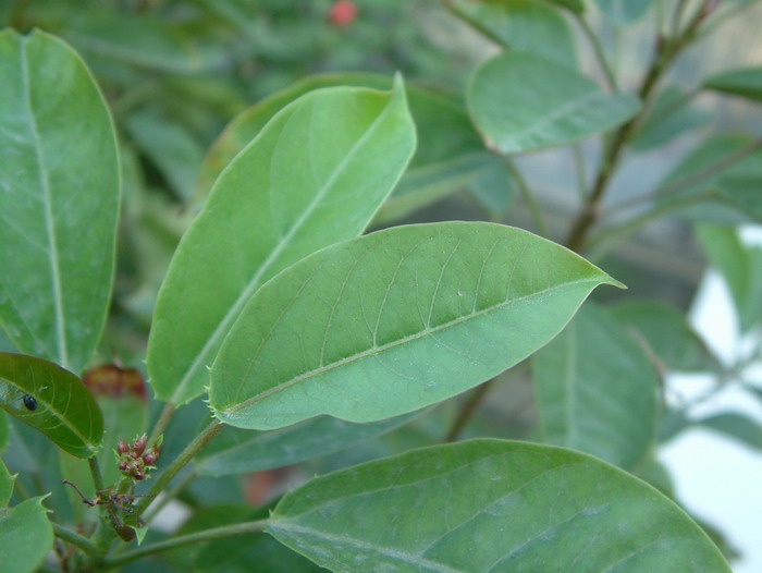 琴叶珊瑚Jatropha integerrima