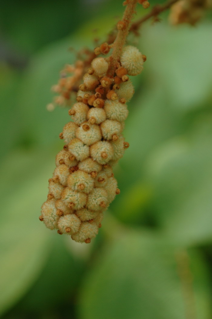 罗定野桐Mallotus lotingensis