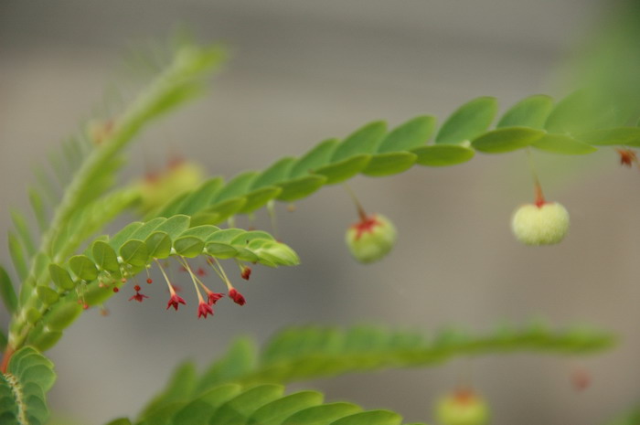 浙江叶下珠Phyllanthus chekiangensis