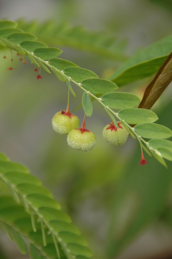 浙江叶下珠Phyllanthus chekiangensis