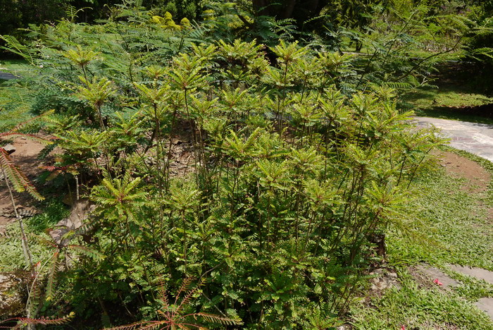 云桂叶下珠Phyllanthus pulcher