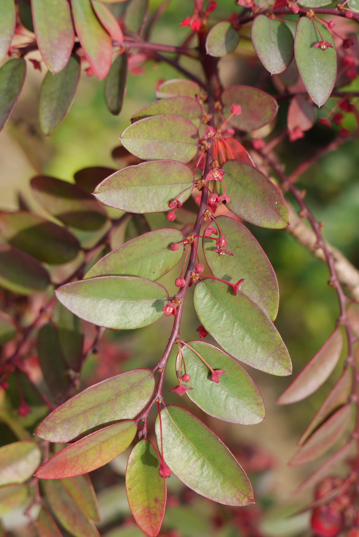 广东叶下珠Phyllanthus guangdongensis