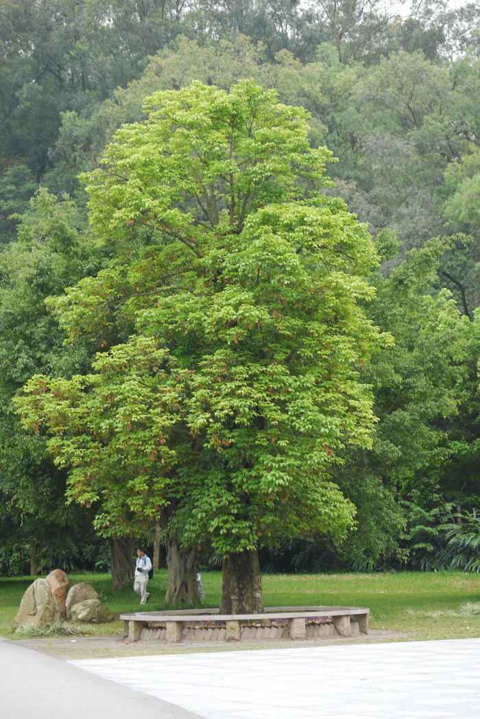 秋枫Bischofia javanica