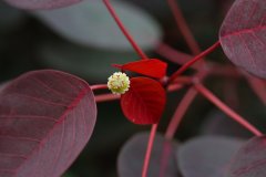 紫锦木Euphorbia cotinifolia