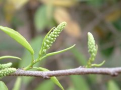 齿叶乌桕Shirakiopsis indica