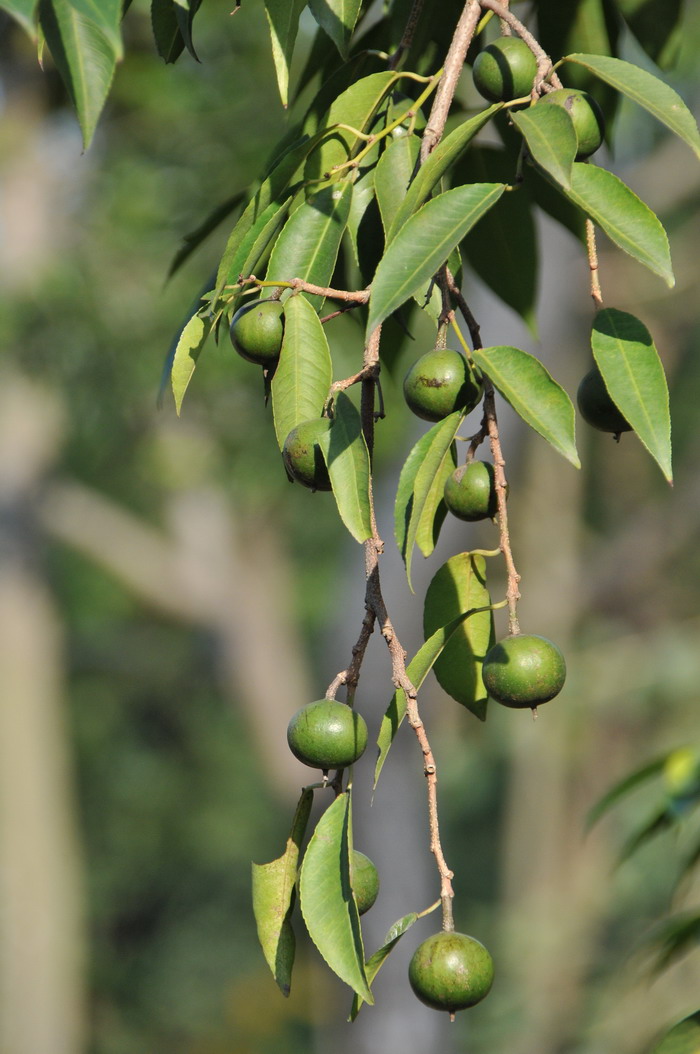 齿叶乌桕Shirakiopsis indica