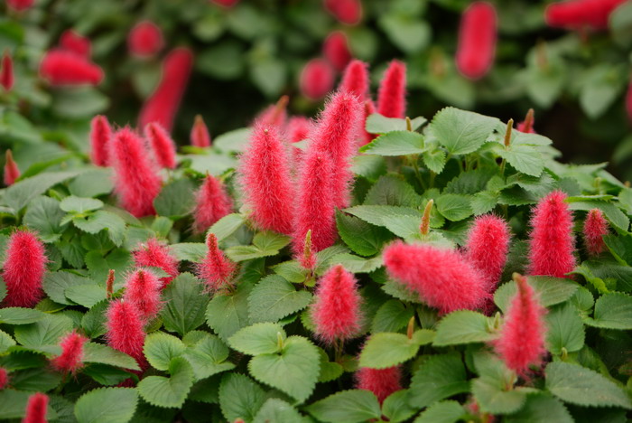 红尾铁苋Acalypha reptans