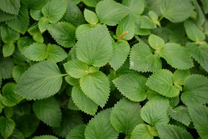 红尾铁苋Acalypha reptans