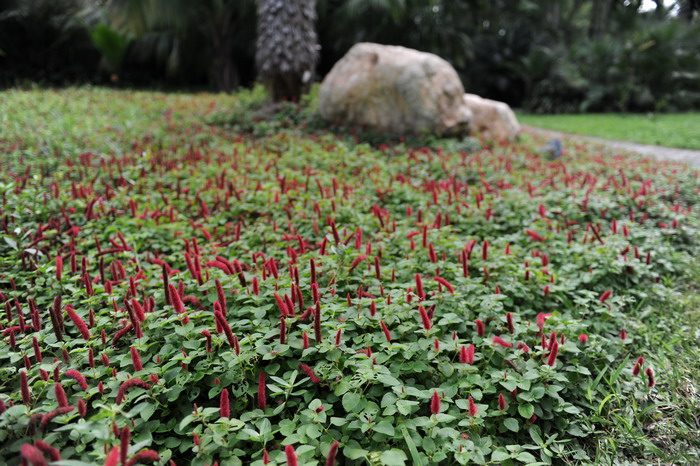 红尾铁苋Acalypha reptans