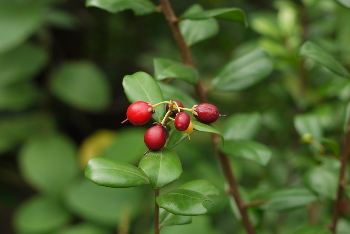 海南箣柊Scolopia buxifolia