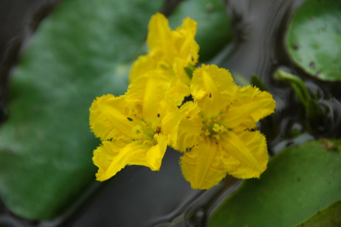 莕菜Nymphoides peltatum