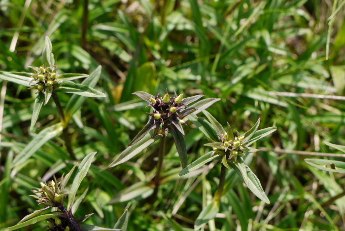 太白龙胆Gentiana apiata 太白龙胆Gentiana apiata